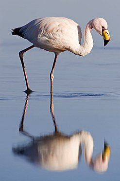 Puna or James’s Flamingo (Phoenicoparrus jamesi), Laguna de Chaxa, Atacama desert, Chile, South America