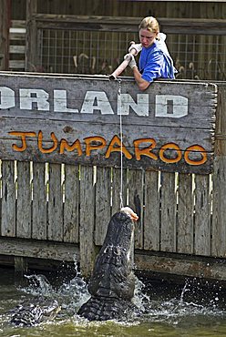 American Alligator (Alligator mississippiensis) feeding in the Theme Park Gatorland, Orlando, Florida, USA