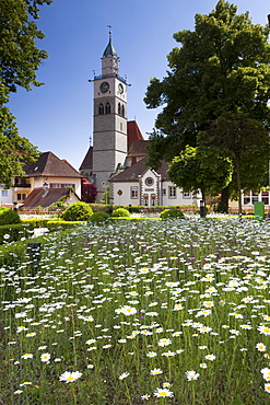 Field of flowers, Daisies (Leucanthemum), in front of the St. Nikolaus Minster in Ueberlingen, Lake Constance district, Baden-Wuerttemberg, Germany, Europe