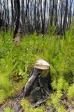 Remants of a forest fire (1995) and new growth in the Mariana Lake area south of Fort McMurray, Alberta, Canada