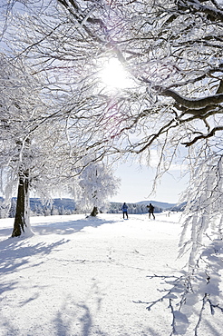 Snowy beeches and cross-country skiers at Mt. Schauinsland near Freiburg im Breisgau, Baden-Wuerttemberg, Germany, Europe