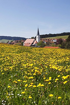 Dandelion meadow, Stiefenhofen, Upper Allgaeu, Allgaeu, Swabia, Bavaria, Germany, Europe