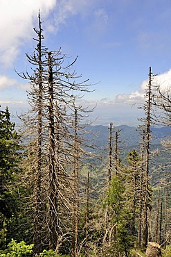 Dead spruce (Picea), caused by bark beetles (Scolytinae) on Mt Belchen, 1414m, Breisgau region, Upper Black Forest region, Baden-Wuerttemberg, Germany, Europe