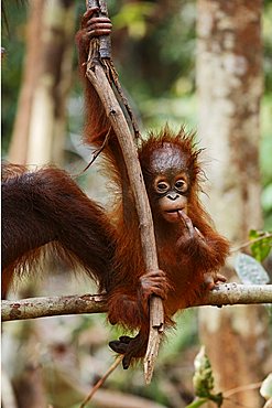 Orang-utan (Pongo pygmaeus) in Tanjung Puting national park, Central-Kalimantan, Borneo, Indonesia