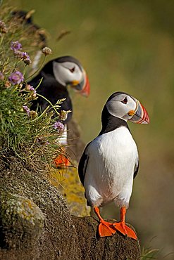 Puffins (Fratercula arctica), Látrabjarg bird cliff, West Fjords, Iceland, Europe