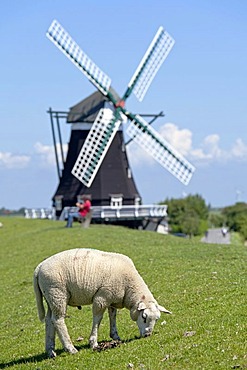 Sheep in front of the Nordermuehle windmill, Pellworm, North Friesland, Schleswig-Holstein, Germany, Europe, PublicGround