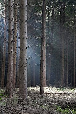 Forest with morning mist, Eyachtal, Northern Black Forest, Baden-Wuerttemberg, Germany, Europe