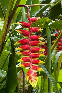 Red heliconia (Heliconia pendula), flower, Reunion island, Indian Ocean