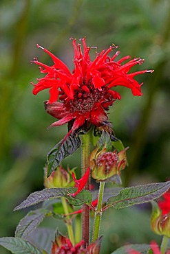 Bergamot, scarlet beebalm, scarlet monarda, Oswego tea, or crimson beebalm (Monarda didyma), flowering