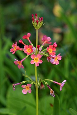 Candelabra primrose (Primula bullesiana), flowering