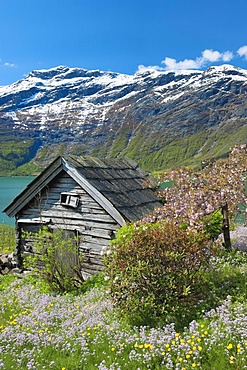 Old cabin, apple tree, Lofthus, Hardangerfjord, Norway, Europe