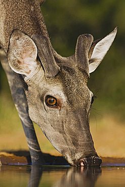 White-tailed Deer (Odocoileus virginianus), buck drinking, Rio Grande Valley, Texas, USA