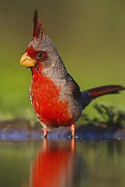 Pyrrhuloxia (Cardinalis sinuatus), male drinking, Rio Grande Valley, Texas, USA