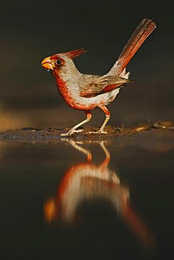 Pyrrhuloxia (Cardinalis sinuatus), male drinking, Rio Grande Valley, Texas, USA