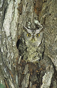 Eastern Screech-Owl (Megascops asio), adult in hole in mesquite tree camouflaged, Willacy County, Rio Grande Valley, Texas, USA