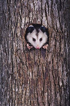 Virginia Opossum (Didelphis virginiana), adult at night looking out of tree cavity, Raleigh, Wake County, North Carolina, USA