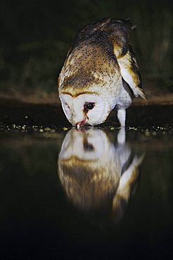 Barn Owl (Tyto alba), adult at night drinking from pond, Rio Grande Valley, Texas, USA