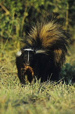 Striped Skunk (Mephitis mephitis), adult in grass, Sinton, Texas, USA