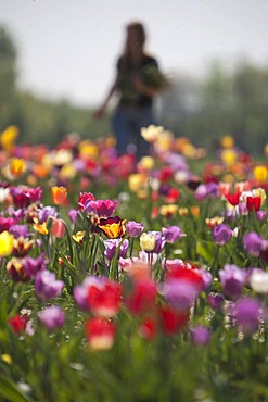 Woman picking flowers in a field of tulips