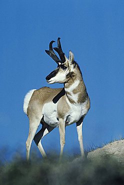 Pronghorn (Antilocapra americana), buck on ridge, Yellowstone National Park, Wyoming, USA