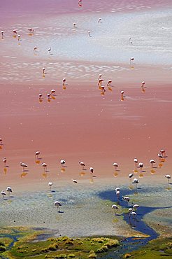 Flamingoes in Laguna Colorada, Altiplano, Bolivia, South America