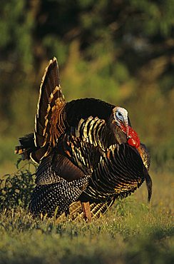 Wild Turkey (Meleagris gallopavo), male displaying, Corpus Christi, Texas, USA