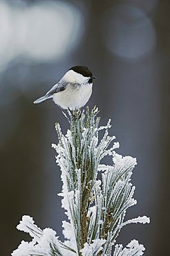 Willow Tit (Parus montanus), adult on frost covered Swiss Stone Pine (Pinus cembra) at minus 15 degrees Celsius, St. Moritz, Grisson, Alps, Switzerland, Europe