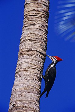 Pileated Woodpecker (Dryocopus pileatus), male climbing on palm tree, Sanibel Island, Florida, USA