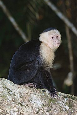 White-faced Capuchin (Cebus capucinus), adult sitting on palm tree, Manuel Antonio National Park, Costa Rica, Central America