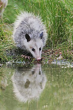 Virginia Opossum (Didelphis virginiana), young drinking from wetland lake, Refugio, Texas, USA