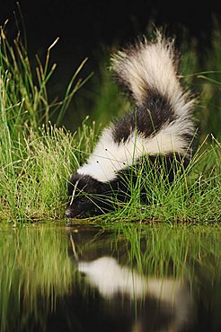 Striped Skunk (Mephitis mephitis), adult at night drinking from wetland lake, Refugio, Coastal Bend, Texas, USA