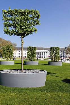 Spaliergarde, row of espalier trees in front of the Electoral Palace, Bundesgartenschau, BUGA 2011, federal garden show, Koblenz, Rhineland-Palatinate, Germany, Europe