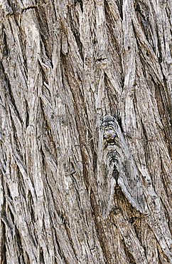 Sphinx Moth (Sphingidae), adult camouflaged on tree bark, Starr County, Rio Grande Valley, Texas, USA