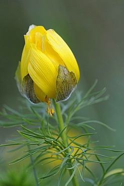 Spring Pheasant's Eye or False Hellebore (Adonis vernalis)