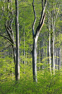 Beech forest in Jasmund National Park, Ruegen, Mecklenburg-Western Pomerania, Germany, Europe