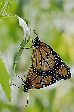 Queen (Danaus gilippus), pair mating, Willacy County, Rio Grande Valley, Texas, USA