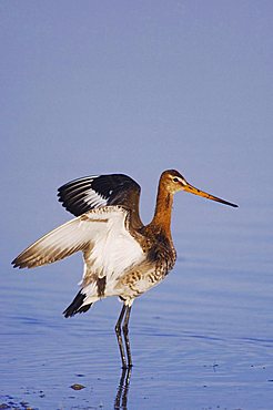 Black-tailed Godwit (Limosa limosa), adult wings up in breeding plumage, National Park Lake Neusiedl, Burgenland, Austria, Europe