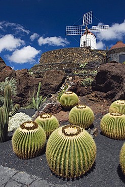 Golden barrel cactuses (Echinocactus grusonii) in front of a wind mill, Jardin de Cactus, a cactus garden built by the artist Cesar Manrique, Guatiza, Lanzarote, Canary Islands, Spain, Europe