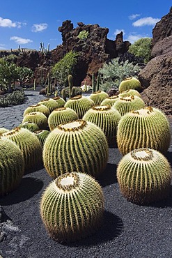 Golden barrel cactuses (Echinocactus grusonii), Jardin de Cactus, a cactus garden built by the artist Cesar Manrique, Guatiza, Lanzarote, Canary Islands, Spain, Europe