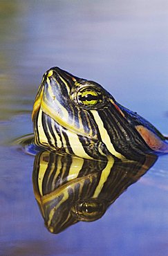 Red-eared Slider (Trachemys scripta elegans), adult swimming, portrait, Willacy County, Rio Grande Valley, South Texas, USA