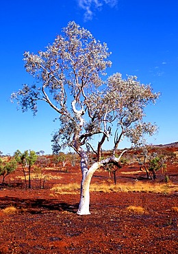 Eucalyptus Gum Tree (Eucalyptus), Karijini National Park, Pilbara, Western Australia, Australia