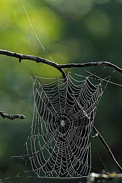 Spider web