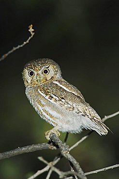 Elf Owl (Micrathene whitneyi), smallest owl, adult at night, Madera Canyon, Tucson, Arizona, USA