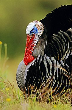 Wild Turkey (Meleagris gallopavo), male displaying, Lake Corpus Christi, South Texas, USA