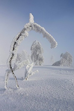 Icy weather on Kniebis Mountain, Black Forest, Baden-Wuerttemberg, Germany, Europe