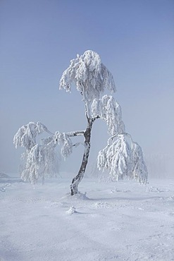 Snowy tree in the northern Black Forest, Black Forest, Baden-Wuerttemberg, Germany, Europe