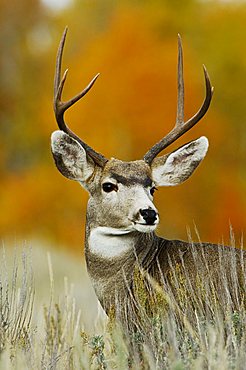 Mule Deer, Black-tailed Deer (Odocoileus hemionus), buck, Grand Teton National Park, Wyoming, USA