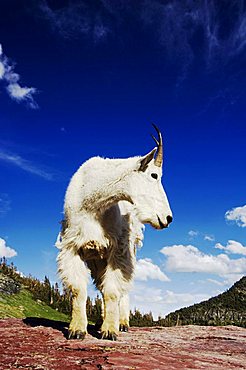 Mountain Goat (Oreamnos americanus), adult shedding winter coat, Glacier National Park, Montana, USA