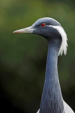 Demoiselle Crane (Anthropoides virgo, Grus virgo), portrait