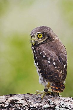 Ferruginous Pygmy-Owl (Glaucidium brasilianum), young newly fledged, Willacy County, Rio Grande Valley, South Texas, USA